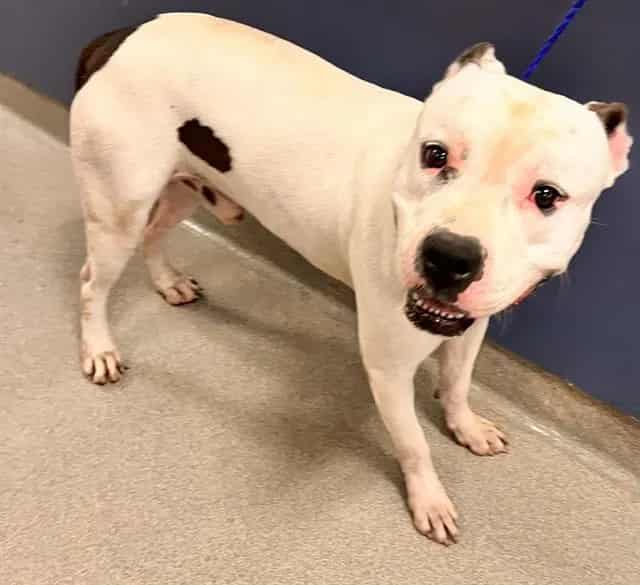 Photo of Peter, adoptable American Bulldog in Miami, Florida