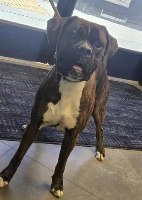 Photo of Senior Boxer mix, adoptable Boxer mix in Bakersfield, California