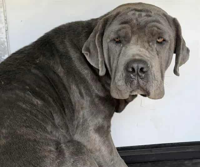 Photo of Senior Mastiff and Cane Corso, adoptable Mastiff and Cane Corso in Bakersfield, California