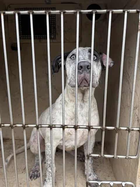 Photo of Senior Great Dane mix, adoptable Great Dane mix in Oklahoma City, Oklahoma