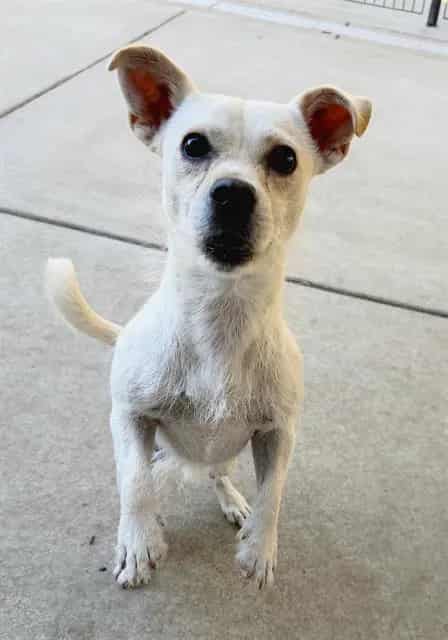 Photo of Forky, adoptable Cairn Terrier and Chihuahua - Smooth Coated in Sacramento, California