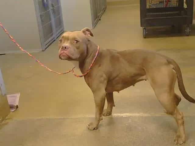 Photo of Groovy Girl, adoptable American Bully mix in Sacramento, California