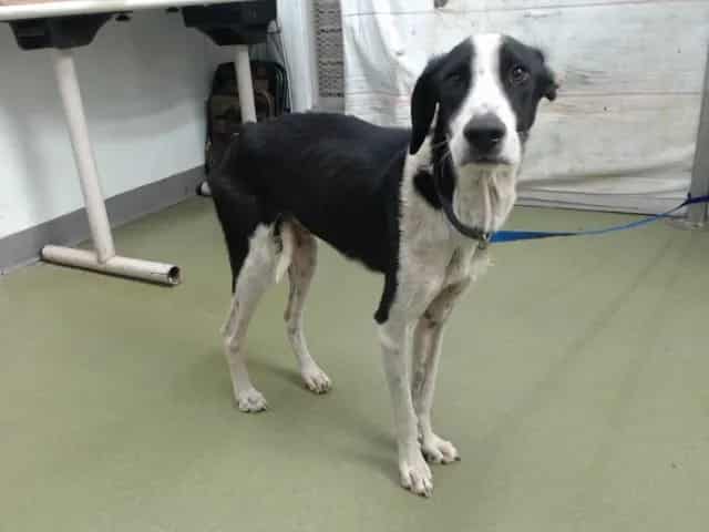 Photo of Senior Pointer mix, adoptable Pointer mix in Devore, California