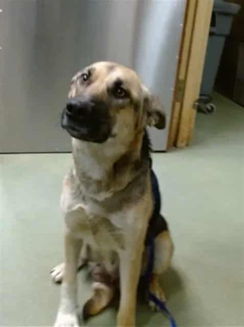 Photo of Senior German Shepherd Dog, adoptable German Shepherd Dog in Devore, California