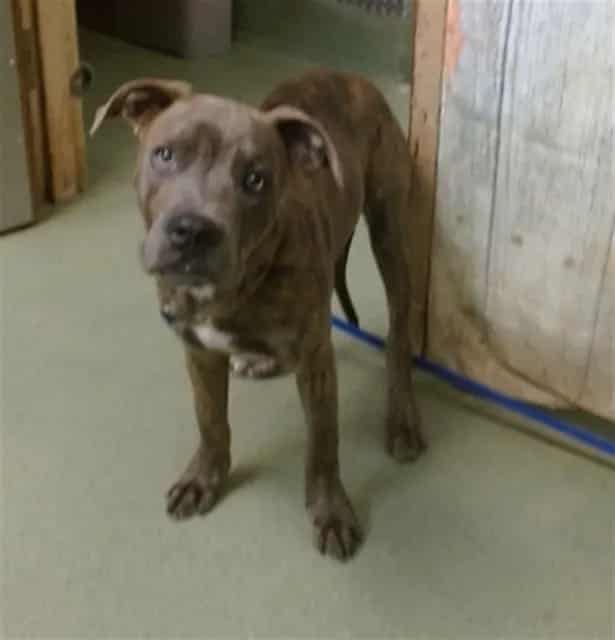 Photo of Senior Pit Bull Terrier, adoptable Pit Bull Terrier in Devore, California