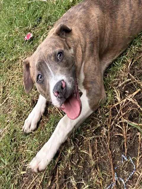 Photo of Senior Pit Bull Terrier, adoptable Pit Bull Terrier in Devore, California