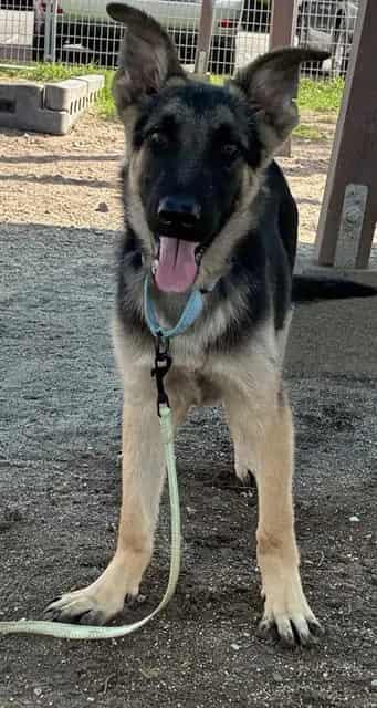 Photo of Senior German Shepherd Dog, adoptable German Shepherd Dog in Devore, California