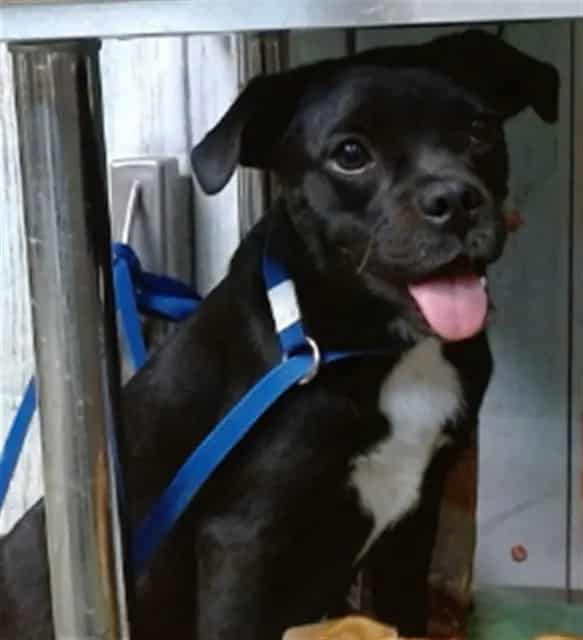Photo of Senior Chihuahua - Smooth Coated and Pug, adoptable Chihuahua - Smooth Coated and Pug in Devore, California