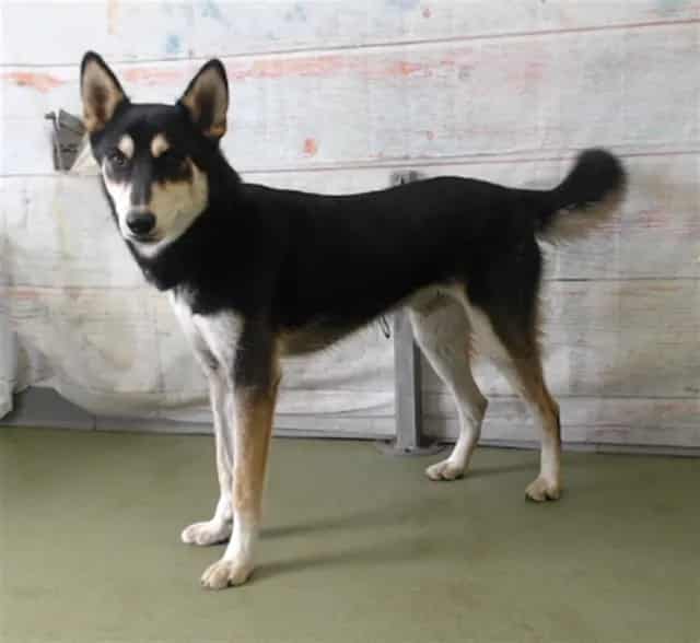 Photo of Senior German Shepherd Dog, adoptable German Shepherd Dog in Devore, California