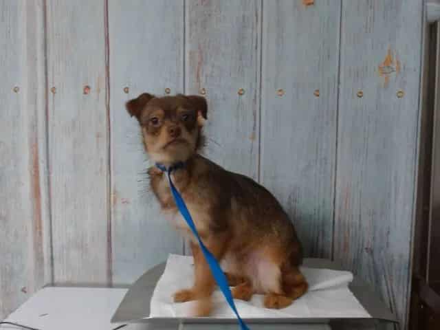 Photo of Senior Chihuahua - Smooth Coated and Terrier, adoptable Chihuahua - Smooth Coated and Terrier in Devore, California