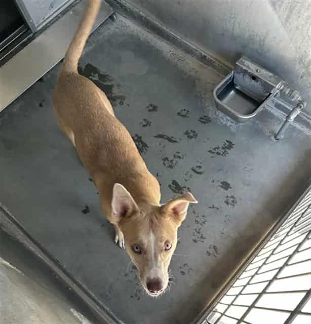 Photo of Senior Pit Bull Terrier mix, adoptable Pit Bull Terrier mix in Devore, California
