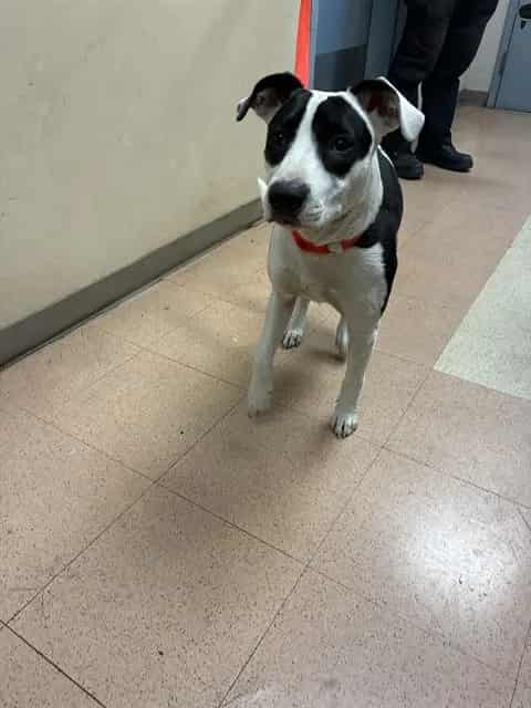 Photo of Bella, adoptable Border Collie mix in San José, California