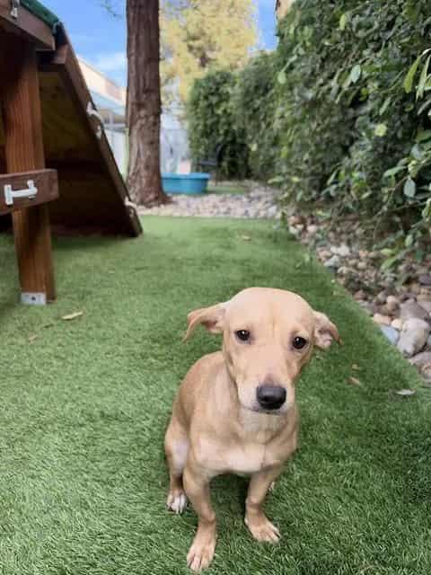 Photo of West, adoptable Chihuahua - Smooth Coated mix in San José, California