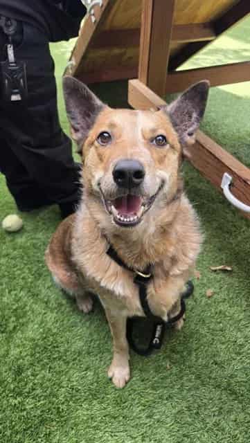 Photo of Rebel, adoptable Australian Cattle Dog in San José, California