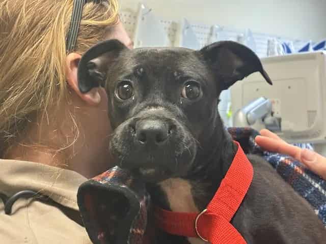 Photo of Midnight, adoptable Chihuahua - Smooth Coated and Rat Terrier in San José, California
