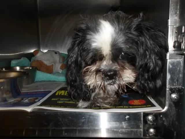 Photo of Oreo, adoptable Shih Tzu mix in Chicago, Illinois