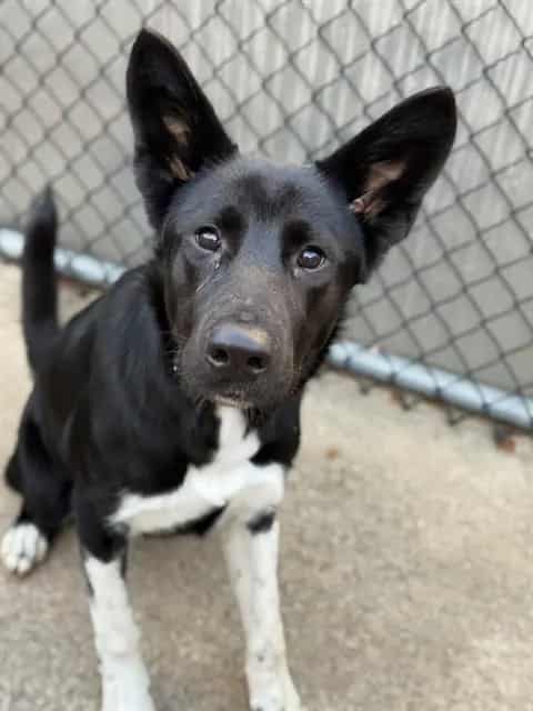 Photo of Andria, adoptable Border Collie mix in Chicago, Illinois