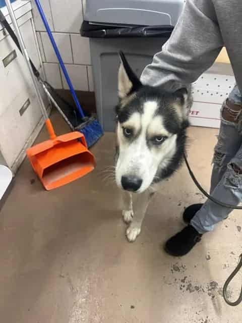 Photo of Rocky, adoptable Siberian Husky in Chicago, Illinois