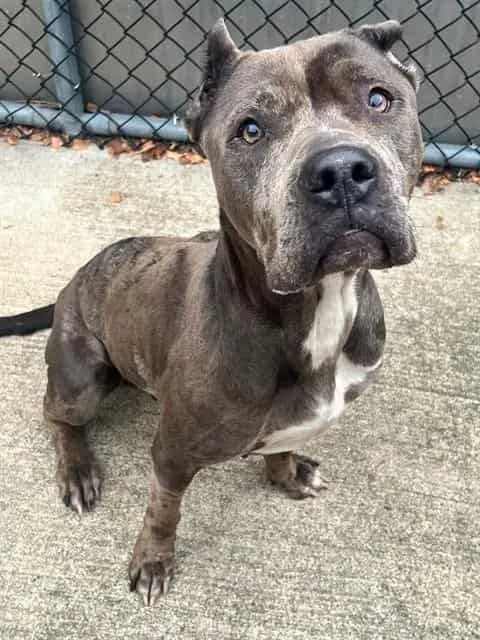 Photo of Yuliana, adoptable Cane Corso in Chicago, Illinois