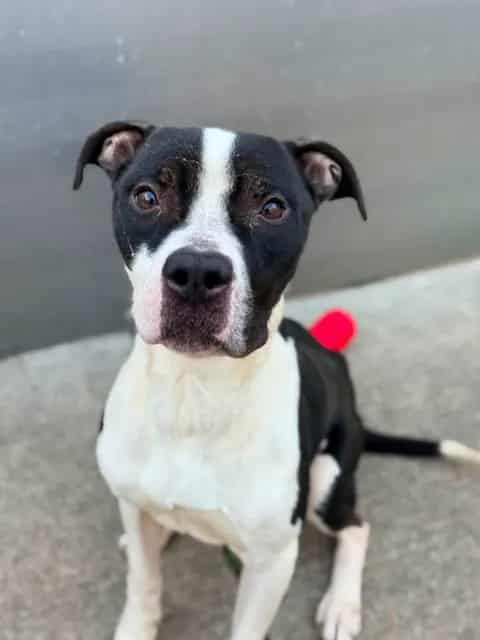 Photo of Michelin, adoptable American Pit Bull Terrier in Chicago, Illinois