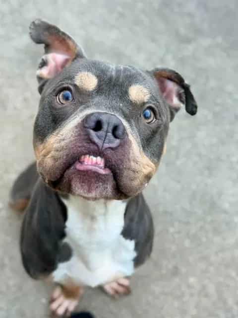 Photo of Guy Smiley, adoptable American Pit Bull Terrier in Chicago, Illinois