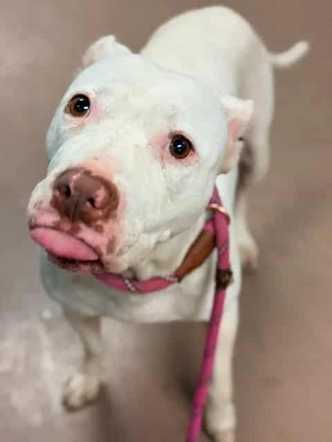 Photo of Kamila, adoptable American Pit Bull Terrier in Chicago, Illinois