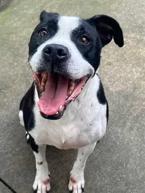 Photo of Esther, adoptable American Pit Bull Terrier in Chicago, Illinois