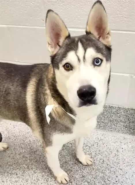 Photo of Silas, adoptable Siberian Husky mix in Houston, Texas