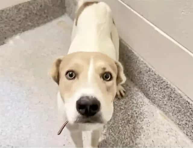 Photo of Elsie, adoptable Carolina Dog in Houston, Texas