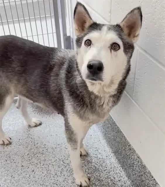 Photo of Clara, adoptable Siberian Husky in Houston, Texas