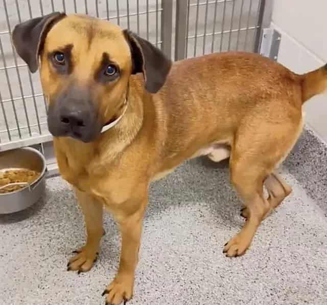 Photo of Finnegan, adoptable Black Mouth Cur in Houston, Texas