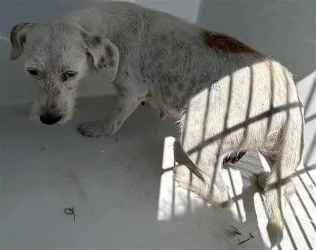 Photo of Virginia, adoptable Schnauzer - Miniature mix in Houston, Texas
