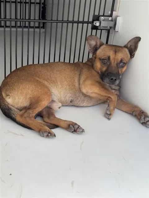 Photo of Senior Chihuahua - Smooth Coated, adoptable Chihuahua - Smooth Coated in Houston, Texas