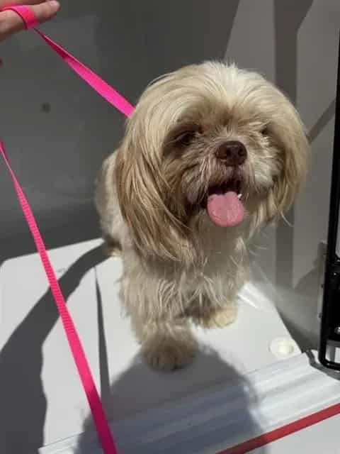 Photo of Bentley, adoptable Shih Tzu in Houston, Texas