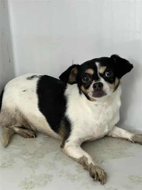 Photo of Oreo, adoptable Chihuahua - Smooth Coated in Houston, Texas