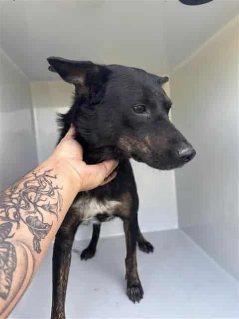 Photo of Senior Dutch Shepherd mix, adoptable Dutch Shepherd mix in Houston, Texas