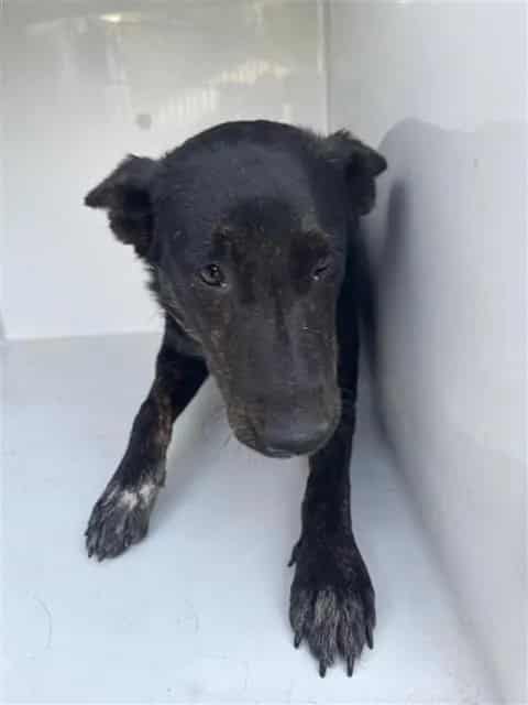 Photo of Senior Dutch Shepherd mix, adoptable Dutch Shepherd mix in Houston, Texas