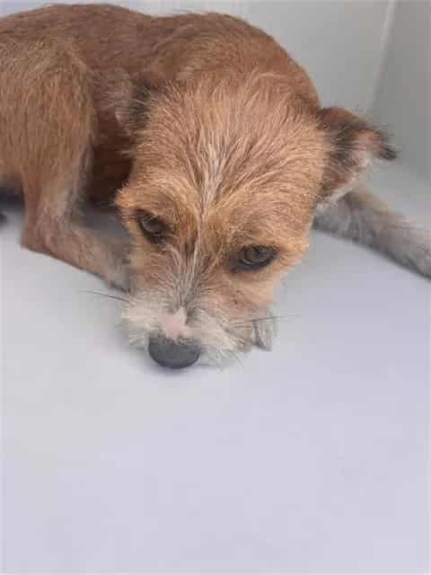 Photo of Senior Schnauzer - Miniature, adoptable Schnauzer - Miniature in Houston, Texas