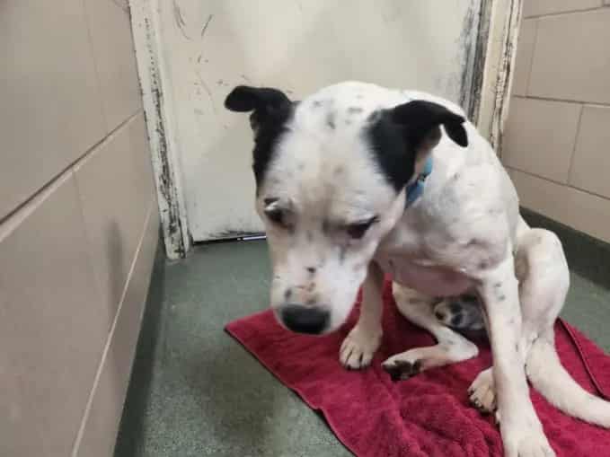 Photo of Senior Mixed Breed, adoptable Mixed Breed in Santa Fe, New Mexico