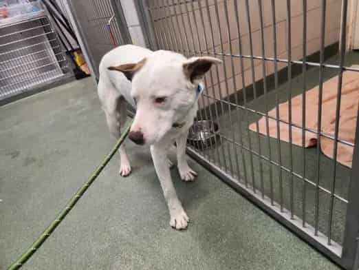 Photo of Senior Mixed Breed, adoptable Mixed Breed in Santa Fe, New Mexico