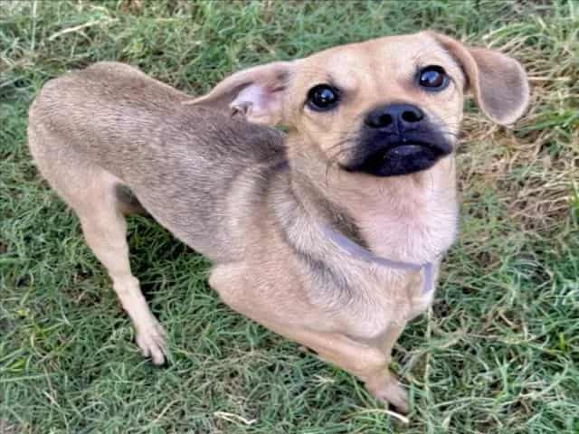 Photo of Toby, adoptable Chihuahua - Smooth Coated mix in Houston, Texas