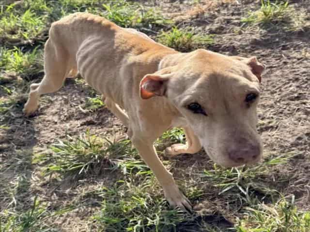 Photo of Alfie, adoptable Labrador Retriever mix in Houston, Texas