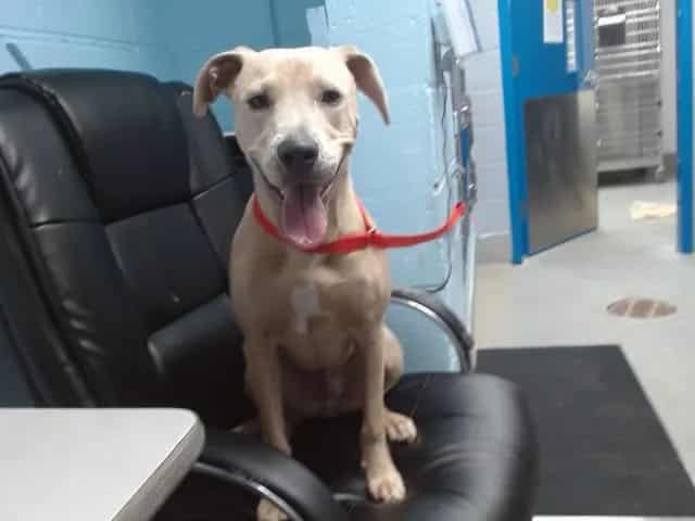 Photo of Arlo, adoptable Weimaraner mix in Albuquerque, New Mexico