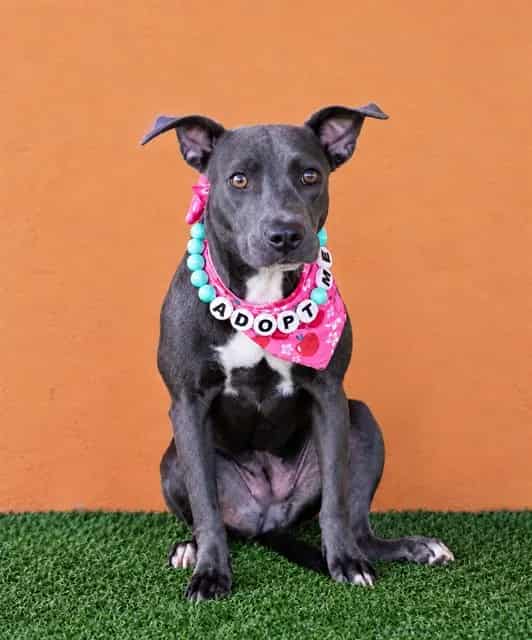 Photo of Martha, adoptable American Pit Bull Terrier mix in Miami, Florida