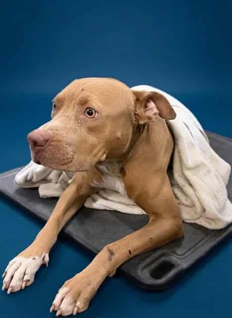 Photo of Bruno, adoptable American Staffordshire Terrier in Miami, Florida