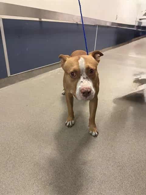 Photo of Don, adoptable Terrier in Miami, Florida