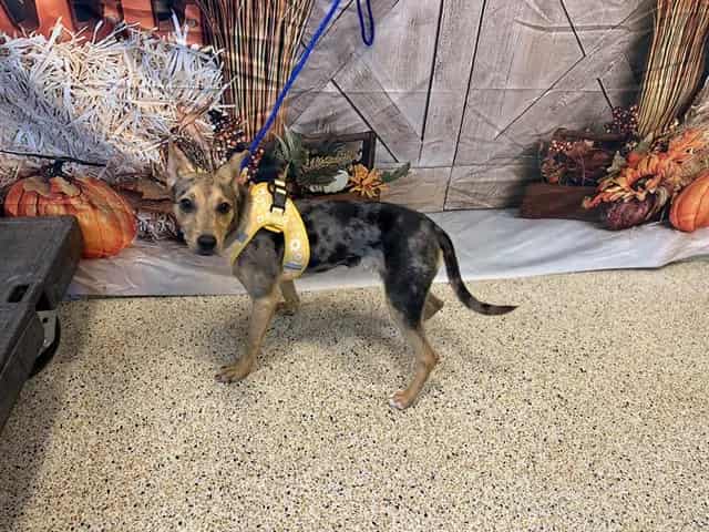 Photo of Autumn, adoptable Terrier mix in Miami, Florida