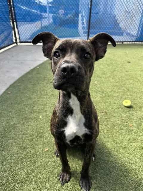 Photo of Tango, adoptable Terrier in Miami, Florida
