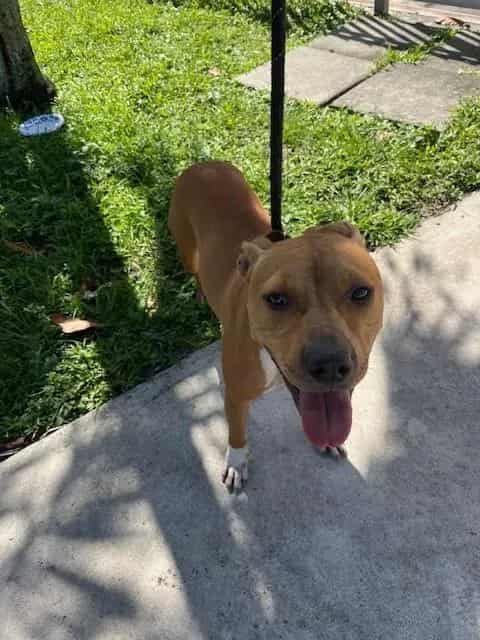 Photo of Mocha, adoptable Terrier in Miami, Florida