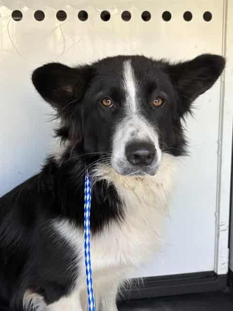 Photo of Senior Border Collie, adoptable Border Collie in Bakersfield, California